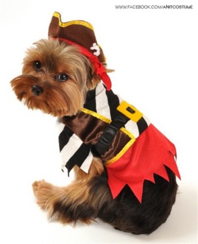 Rustic Pirate Dog Costume - Halloween Dog Costumes
