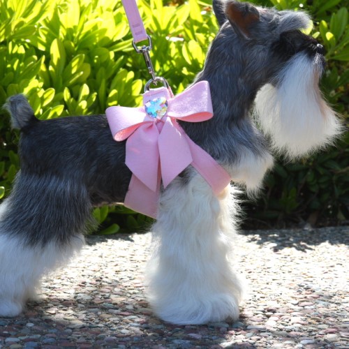 dog harness with bow