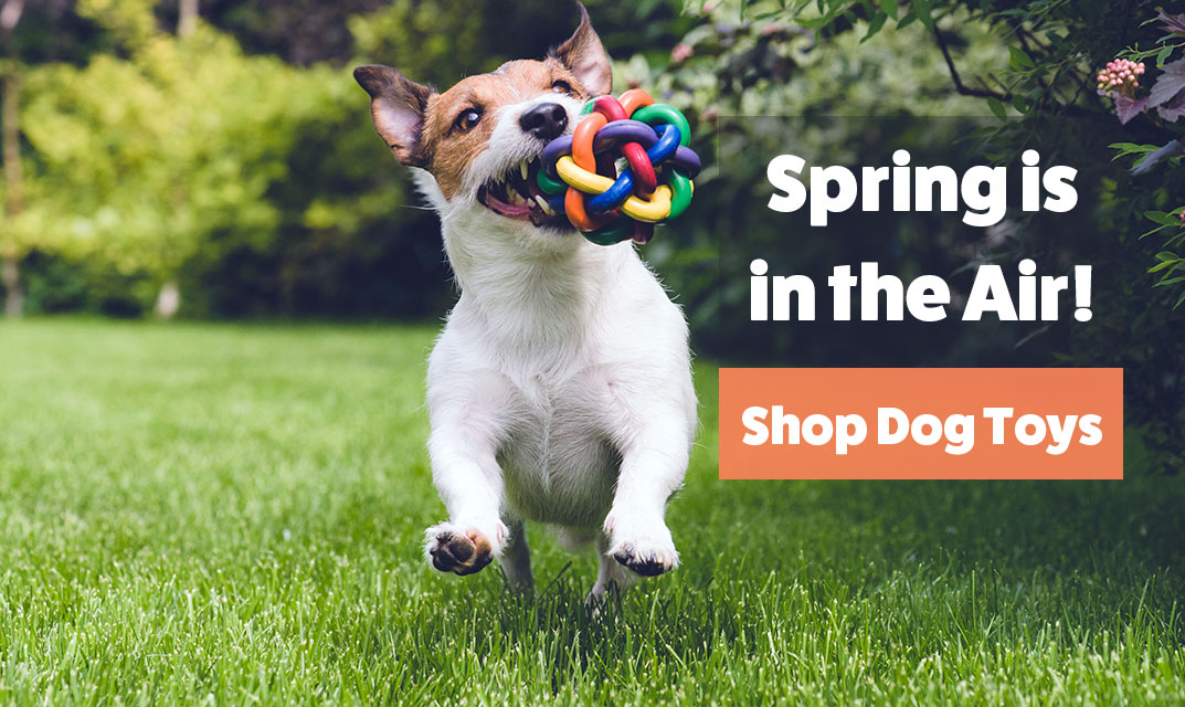 Spring is in the air, shop Dog Toys