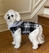 NEW Weekender Dog Sweatshirt - Black and White Plaid - dd-black weekender