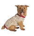 Oatmeal w/Red Trim Cable Knit Dog Sweater     - cd-oatmeal-sweater