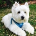 Plush Air Step In Dog Harness in Lapis Blue - pl-airstep-lapisblue