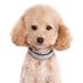 VIP Bling Dog Collar in Many Colors - dgo-blingvip