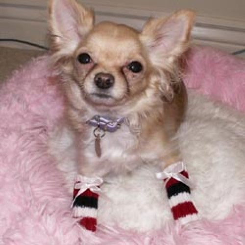 Dog Leg warmers-Bloomingtails Dog Boutique