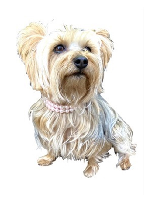 2 Row Dog Choker in Blush Roxy & Lulu, wooflink, susan lanci, dog clothes, small dog clothes, urban pup, pooch outfitters, dogo, hip doggie, doggie design, small dog dress, pet clotes, dog boutique. pet boutique, bloomingtails dog boutique, dog raincoat, dog rain coat, pet raincoat, dog shampoo, pet shampoo, dog bathrobe, pet bathrobe, dog carrier, small dog carrier, doggie couture, pet couture, dog football, dog toys, pet toys, dog clothes sale, pet clothes sale, shop local, pet store, dog store, dog chews, pet chews, worthy dog, dog bandana, pet bandana, dog halloween, pet halloween, dog holiday, pet holiday, dog teepee, custom dog clothes, pet pjs, dog pjs, pet pajamas, dog pajamas,dog sweater, pet sweater, dog hat, fabdog, fab dog, dog puffer coat, dog winter ja