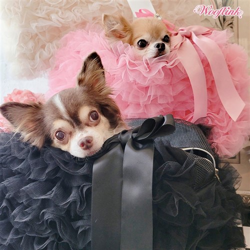 Daydream Bag in Tulle 2 dog carrier, pet carrier, pet bag, pet purse, dog bag, dog purse, tulle dog bag, daydream bag, wooflink, sale tulle bag, sale daydream summer sale,blanket, dog blanket, pet blanket, hello doggie, bloomingtails dog boutique, pet store, dog store, pet sale, dog sale, new pet items, new pet designs, doggie couture, pet couture, pet stuff, sale, clearance, 2023 new designs dogs, dogs, obsidian blanket, pet boutique
