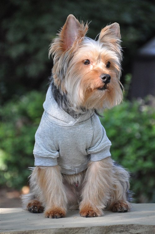 Flex-Fit Dog Hoodie - Gray Roxy & Lulu, wooflink, susan lanci, dog clothes, small dog clothes, urban pup, pooch outfitters, dogo, hip doggie, doggie design, small dog dress, pet clotes, dog boutique. pet boutique, bloomingtails dog boutique, dog raincoat, dog rain coat, pet raincoat, dog shampoo, pet shampoo, dog bathrobe, pet bathrobe, dog carrier, small dog carrier, doggie couture, pet couture, dog football, dog toys, pet toys, dog clothes sale, pet clothes sale, shop local, pet store, dog store, dog chews, pet chews, worthy dog, dog bandana, pet bandana, dog halloween, pet halloween, dog holiday, pet holiday, dog teepee, custom dog clothes, pet pjs, dog pjs, pet pajamas, dog pajamas,dog sweater, pet sweater, dog hat, fabdog, fab dog, dog puffer coat, dog winter ja