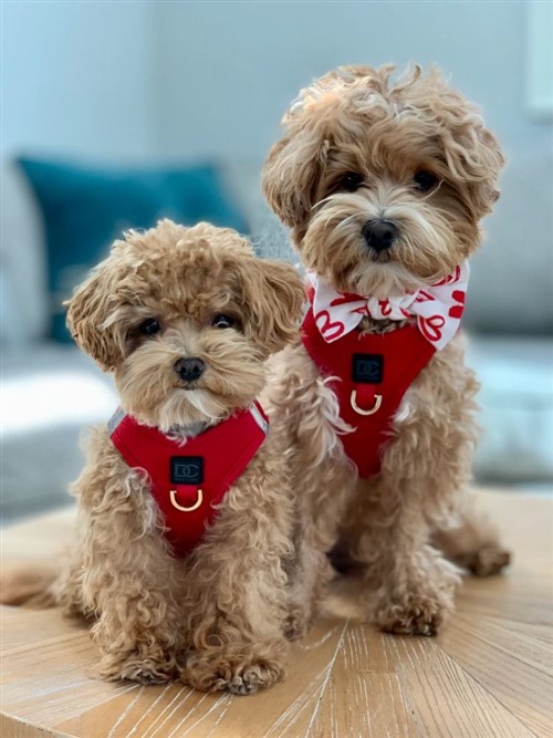 Luxe Step in Harness in Red luxe step in harness, doodle couture, dune step in, dog harness, pet harness, dog, pet, dog boutique, pet boutique, sale dogs, pet sale, dog store, pet store, doggie couture, bloomingtails dog boutique, new dog designs, new pet design, chanel harness, chanel pet harness, chanel dog harness, dog spring designs, harness sale, harness clearance, hello doggie