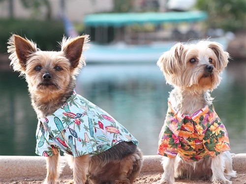 Hawaiian Camp Shirt - Many Colors   wooflink, susan lanci, dog clothes, small dog clothes, urban pup, pooch outfitters, dogo, hip doggie, doggie design, small dog dress, pet clotes, dog boutique. pet boutique, bloomingtails dog boutique, dog raincoat, dog rain coat, pet raincoat, dog shampoo, pet shampoo, dog bathrobe, pet bathrobe, dog carrier, small dog carrier, doggie couture, pet couture, dog football, dog toys, pet toys, dog clothes sale, pet clothes sale, shop local, pet store, dog store, dog chews, pet chews, worthy dog, dog bandana, pet bandana, dog halloween, pet halloween, dog holiday, pet holiday, dog teepee, custom dog clothes, pet pjs, dog pjs, pet pajamas, dog pajamas,dog sweater, pet sweater, dog hat, fabdog, fab dog, dog puffer coat, dog winter jacket, dog col