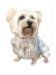 2 Row Dog Choker in Blush - ds-choker