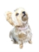 2 Row Dog Choker in Blush - ds-choker