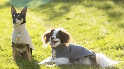 Arbutus Fleecey in 4 Fabulous Colors Roxy & Lulu, wooflink, susan lanci, dog clothes, small dog clothes, urban pup, pooch outfitters, dogo, hip doggie, doggie design, small dog dress, pet clotes, dog boutique. pet boutique, bloomingtails dog boutique, dog raincoat, dog rain coat, pet raincoat, dog shampoo, pet shampoo, dog bathrobe, pet bathrobe, dog carrier, small dog carrier, doggie couture, pet couture, dog football, dog toys, pet toys, dog clothes sale, pet clothes sale, shop local, pet store, dog store, dog chews, pet chews, worthy dog, dog bandana, pet bandana, dog halloween, pet halloween, dog holiday, pet holiday, dog teepee, custom dog clothes, pet pjs, dog pjs, pet pajamas, dog pajamas,dog sweater, pet sweater, dog hat, fabdog, fab dog, dog puffer coat, dog winter ja