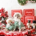 BB Gift Box Turtleneck by Wooflink - wf-bbgift