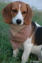 Bandascot Hunt Club Dog Bandanna wooflink, susan lanci, dog clothes, small dog clothes, urban pup, pooch outfitters, dogo, hip doggie, doggie design, small dog dress, pet clotes, dog boutique. pet boutique, bloomingtails dog boutique, dog raincoat, dog rain coat, pet raincoat, dog shampoo, pet shampoo, dog bathrobe, pet bathrobe, dog carrier, small dog carrier, doggie couture, pet couture, dog football, dog toys, pet toys, dog clothes sale, pet clothes sale, shop local, pet store, dog store, dog chews, pet chews, worthy dog, dog bandana, pet bandana, dog halloween, pet halloween, dog holiday, pet holiday, dog teepee, custom dog clothes, pet pjs, dog pjs, pet pajamas, dog pajamas,dog sweater, pet sweater, dog hat, fabdog, fab dog, dog puffer coat, dog winter jacket, dog col