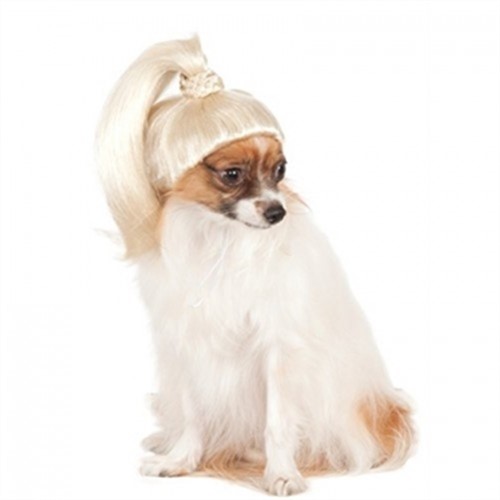 Blond Ponytail Dog Wig wooflink, susan lanci, dog clothes, small dog clothes, urban pup, pooch outfitters, dogo, hip doggie, doggie design, small dog dress, pet clotes, dog boutique. pet boutique, bloomingtails dog boutique, dog raincoat, dog rain coat, pet raincoat, dog shampoo, pet shampoo, dog bathrobe, pet bathrobe, dog carrier, small dog carrier, doggie couture, pet couture, dog football, dog toys, pet toys, dog clothes sale, pet clothes sale, shop local, pet store, dog store, dog chews, pet chews, worthy dog, dog bandana, pet bandana, dog halloween, pet halloween, dog holiday, pet holiday, dog teepee, custom dog clothes, pet pjs, dog pjs, pet pajamas, dog pajamas,dog sweater, pet sweater, dog hat, fabdog, fab dog, dog puffer coat, dog winter jacket, dog col