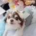Bloom - wf-bloom