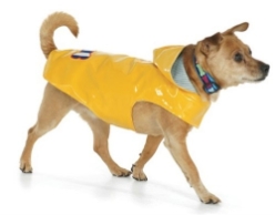 Bone Yellow Nantucket Slicker  Roxy & Lulu, wooflink, susan lanci, dog clothes, small dog clothes, urban pup, pooch outfitters, dogo, hip doggie, doggie design, small dog dress, pet clotes, dog boutique. pet boutique, bloomingtails dog boutique, dog raincoat, dog rain coat, pet raincoat, dog shampoo, pet shampoo, dog bathrobe, pet bathrobe, dog carrier, small dog carrier, doggie couture, pet couture, dog football, dog toys, pet toys, dog clothes sale, pet clothes sale, shop local, pet store, dog store, dog chews, pet chews, worthy dog, dog bandana, pet bandana, dog halloween, pet halloween, dog holiday, pet holiday, dog teepee, custom dog clothes, pet pjs, dog pjs, pet pajamas, dog pajamas,dog sweater, pet sweater, dog hat, fabdog, fab dog, dog puffer coat, dog winter ja