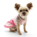 Cherish Heart Dress  - dgo-cherishheartdress