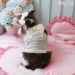 Classy & Fabulous by Wooflink - wf-classyfabulous