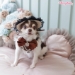 Classy & Fabulous by Wooflink - wf-classyfabulous