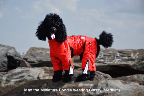 Classy Suit  wooflink, susan lanci, dog clothes, small dog clothes, urban pup, pooch outfitters, dogo, hip doggie, doggie design, small dog dress, pet clotes, dog boutique. pet boutique, bloomingtails dog boutique, dog raincoat, dog rain coat, pet raincoat, dog shampoo, pet shampoo, dog bathrobe, pet bathrobe, dog carrier, small dog carrier, doggie couture, pet couture, dog football, dog toys, pet toys, dog clothes sale, pet clothes sale, shop local, pet store, dog store, dog chews, pet chews, worthy dog, dog bandana, pet bandana, dog halloween, pet halloween, dog holiday, pet holiday, dog teepee, custom dog clothes, pet pjs, dog pjs, pet pajamas, dog pajamas,dog sweater, pet sweater, dog hat, fabdog, fab dog, dog puffer coat, dog winter jacket, dog col