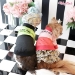 Colorblock Windbreaker by Wooflink - wf-colorb