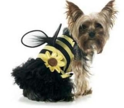 Daisy Bee Costume  puppy bed,  beds,dog mat, pet mat, puppy mat, fab dog pet sweater, dog swepet clothes, dog clothes, puppy clothes, pet store, dog store, puppy boutique store, dog boutique, pet boutique, puppy boutique, Bloomingtails, dog, small dog clothes, large dog clothes, large dog costumes, small dog costumes, pet stuff, Halloween dog, puppy Halloween, pet Halloween, clothes, dog puppy Halloween, dog sale, pet sale, puppy sale, pet dog tank, pet tank, pet shirt, dog shirt, puppy shirt,puppy tank, I see spot, dog collars, dog leads, pet collar, pet lead,puppy collar, puppy lead, dog toys, pet toys, puppy toy, dog beds, pet beds, puppy bed,  beds,dog mat, pet mat, puppy mat, fab dog pet sweater, dog sweater, dog winter, pet winter,dog raincoat, pet rai