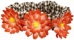 Daisy Scrunchies-Many Colors - Ptplt-scrunchiesB-JXP