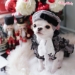 Dear My Lady Beret by Wooflink - wf-dearl;adyberet