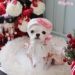 Dear My Lady Beret by Wooflink - wf-dearl;adyberet