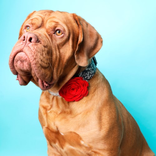 Dog Collar Rose Flower  in 24 Colors  Roxy & Lulu, wooflink, susan lanci, dog clothes, small dog clothes, urban pup, pooch outfitters, dogo, hip doggie, doggie design, small dog dress, pet clotes, dog boutique. pet boutique, bloomingtails dog boutique, dog raincoat, dog rain coat, pet raincoat, dog shampoo, pet shampoo, dog bathrobe, pet bathrobe, dog carrier, small dog carrier, doggie couture, pet couture, dog football, dog toys, pet toys, dog clothes sale, pet clothes sale, shop local, pet store, dog store, dog chews, pet chews, worthy dog, dog bandana, pet bandana, dog halloween, pet halloween, dog holiday, pet holiday, dog teepee, custom dog clothes, pet pjs, dog pjs, pet pajamas, dog pajamas,dog sweater, pet sweater, dog hat, fabdog, fab dog, dog puffer coat, dog winter ja
