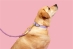 Dog Rope Leash in 4 Colors - lb-rope-leash