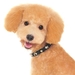 Doggie Bling Collar - dgoblingP-T7A