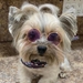 Doggie Sunglasses - hd-sunglasses