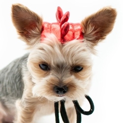 Dragon Hat  Roxy & Lulu, wooflink, susan lanci, dog clothes, small dog clothes, urban pup, pooch outfitters, dogo, hip doggie, doggie design, small dog dress, pet clotes, dog boutique. pet boutique, bloomingtails dog boutique, dog raincoat, dog rain coat, pet raincoat, dog shampoo, pet shampoo, dog bathrobe, pet bathrobe, dog carrier, small dog carrier, doggie couture, pet couture, dog football, dog toys, pet toys, dog clothes sale, pet clothes sale, shop local, pet store, dog store, dog chews, pet chews, worthy dog, dog bandana, pet bandana, dog halloween, pet halloween, dog holiday, pet holiday, dog teepee, custom dog clothes, pet pjs, dog pjs, pet pajamas, dog pajamas,dog sweater, pet sweater, dog hat, fabdog, fab dog, dog puffer coat, dog winter ja