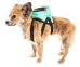 Dumbone Dual Pocket Harness Backpack - pl-dumbone