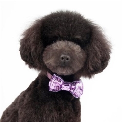 EasyBow Sequins- Purple or Silver  puppy bed,  beds,dog mat, pet mat, puppy mat, fab dog pet sweater, dog swepet clothes, dog clothes, puppy clothes, pet store, dog store, puppy boutique store, dog boutique, pet boutique, puppy boutique, Bloomingtails, dog, small dog clothes, large dog clothes, large dog costumes, small dog costumes, pet stuff, Halloween dog, puppy Halloween, pet Halloween, clothes, dog puppy Halloween, dog sale, pet sale, puppy sale, pet dog tank, pet tank, pet shirt, dog shirt, puppy shirt,puppy tank, I see spot, dog collars, dog leads, pet collar, pet lead,puppy collar, puppy lead, dog toys, pet toys, puppy toy, dog beds, pet beds, puppy bed,  beds,dog mat, pet mat, puppy mat, fab dog pet sweater, dog sweater, dog winter, pet winter,dog raincoat, pet rai