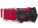 Extra Wide Marilyn Dog Collar-Personalizable  - diva-marilyn