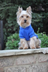 Flex-Fit Dog Hoodie - Blue Roxy & Lulu, wooflink, susan lanci, dog clothes, small dog clothes, urban pup, pooch outfitters, dogo, hip doggie, doggie design, small dog dress, pet clotes, dog boutique. pet boutique, bloomingtails dog boutique, dog raincoat, dog rain coat, pet raincoat, dog shampoo, pet shampoo, dog bathrobe, pet bathrobe, dog carrier, small dog carrier, doggie couture, pet couture, dog football, dog toys, pet toys, dog clothes sale, pet clothes sale, shop local, pet store, dog store, dog chews, pet chews, worthy dog, dog bandana, pet bandana, dog halloween, pet halloween, dog holiday, pet holiday, dog teepee, custom dog clothes, pet pjs, dog pjs, pet pajamas, dog pajamas,dog sweater, pet sweater, dog hat, fabdog, fab dog, dog puffer coat, dog winter ja
