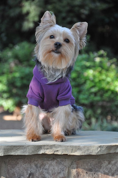 Flex-Fit Dog Hoodie - Purple Roxy & Lulu, wooflink, susan lanci, dog clothes, small dog clothes, urban pup, pooch outfitters, dogo, hip doggie, doggie design, small dog dress, pet clotes, dog boutique. pet boutique, bloomingtails dog boutique, dog raincoat, dog rain coat, pet raincoat, dog shampoo, pet shampoo, dog bathrobe, pet bathrobe, dog carrier, small dog carrier, doggie couture, pet couture, dog football, dog toys, pet toys, dog clothes sale, pet clothes sale, shop local, pet store, dog store, dog chews, pet chews, worthy dog, dog bandana, pet bandana, dog halloween, pet halloween, dog holiday, pet holiday, dog teepee, custom dog clothes, pet pjs, dog pjs, pet pajamas, dog pajamas,dog sweater, pet sweater, dog hat, fabdog, fab dog, dog puffer coat, dog winter ja