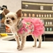 Floral Flounce Dog Dress  - dogo-floralflounce-dress