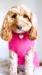 Fluffy Dog Sweater - Feather-ly Ever After - lb-fluffy-sweater
