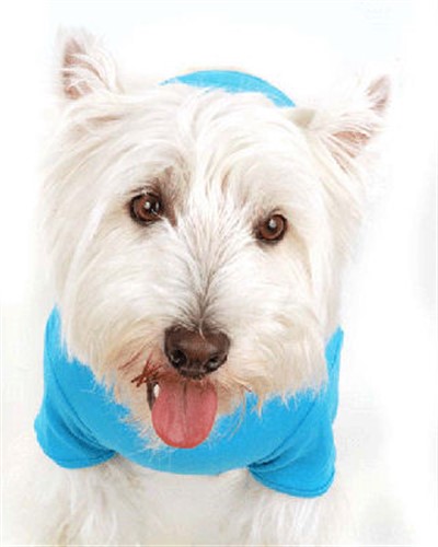 Gigilo Dog  Tank Shirt kosher, hanukkah, toy, jewish, toy, puppy bed,  beds,dog mat, pet mat, puppy mat, fab dog pet sweater, dog swepet clothes, dog clothes, puppy clothes, pet store, dog store, puppy boutique store, dog boutique, pet boutique, puppy boutique, Bloomingtails, dog, small dog clothes, large dog clothes, large dog costumes, small dog costumes, pet stuff, Halloween dog, puppy Halloween, pet Halloween, clothes, dog puppy Halloween, dog sale, pet sale, puppy sale, pet dog tank, pet tank, pet shirt, dog shirt, puppy shirt,puppy tank, I see spot, dog collars, dog leads, pet collar, pet lead,puppy collar, puppy lead, dog toys, pet toys, puppy toy, dog beds, pet beds, puppy bed,  beds,dog mat, pet mat, puppy mat, fab dog pet sweater, dog sweater, dog winte