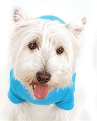 Gigilo Dog  Tank Shirt kosher, hanukkah, toy, jewish, toy, puppy bed,  beds,dog mat, pet mat, puppy mat, fab dog pet sweater, dog swepet clothes, dog clothes, puppy clothes, pet store, dog store, puppy boutique store, dog boutique, pet boutique, puppy boutique, Bloomingtails, dog, small dog clothes, large dog clothes, large dog costumes, small dog costumes, pet stuff, Halloween dog, puppy Halloween, pet Halloween, clothes, dog puppy Halloween, dog sale, pet sale, puppy sale, pet dog tank, pet tank, pet shirt, dog shirt, puppy shirt,puppy tank, I see spot, dog collars, dog leads, pet collar, pet lead,puppy collar, puppy lead, dog toys, pet toys, puppy toy, dog beds, pet beds, puppy bed,  beds,dog mat, pet mat, puppy mat, fab dog pet sweater, dog sweater, dog winte