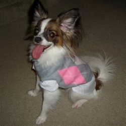 Grey & Pink Argyle Sweater Vest Set Roxy & Lulu, wooflink, susan lanci, dog clothes, small dog clothes, urban pup, pooch outfitters, dogo, hip doggie, doggie design, small dog dress, pet clotes, dog boutique. pet boutique, bloomingtails dog boutique, dog raincoat, dog rain coat, pet raincoat, dog shampoo, pet shampoo, dog bathrobe, pet bathrobe, dog carrier, small dog carrier, doggie couture, pet couture, dog football, dog toys, pet toys, dog clothes sale, pet clothes sale, shop local, pet store, dog store, dog chews, pet chews, worthy dog, dog bandana, pet bandana, dog halloween, pet halloween, dog holiday, pet holiday, dog teepee, custom dog clothes, pet pjs, dog pjs, pet pajamas, dog pajamas,dog sweater, pet sweater, dog hat, fabdog, fab dog, dog puffer coat, dog winter ja