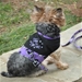 Halloween Dog Harness - Too Cute to Spook - dd-cute-harness