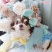 Hi Spring Hairbow - wf-hispringhairbow