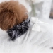 High Society Dog Sweater  - hd-highsociety-sweaterM-RYM