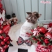 Holiday Teddy PJ - wf-holidayteddypj