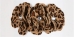 Jungle Prints Tinkies Garden Flowers Collar in Many Colors - sl-cheetahtinkie
